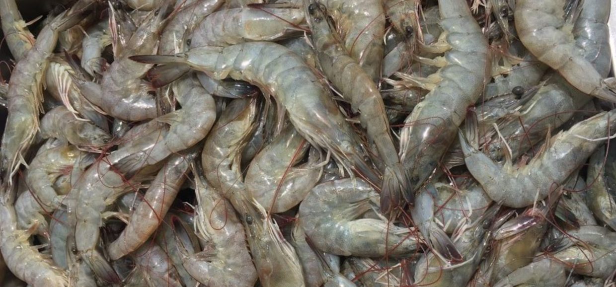 crevettes