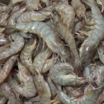 crevettes